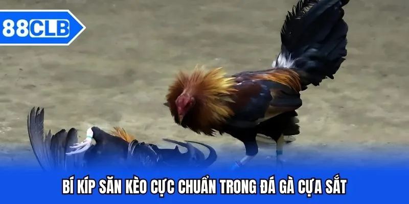 Đá Gà Cựa Sắt 88CLB - Bắt Kèo Chiến Kê Siêu Đỉnh Năm 2026 Đá Gà Cựa Sắt 88CLB - Bắt Kèo Chiến Kê Siêu Đỉnh Năm 2026