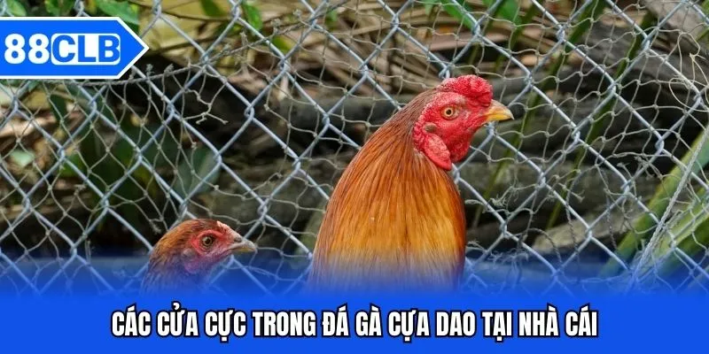 Đá Gà Cựa Dao 88CLB - Chọi Chiến Kê Cực Đỉnh 2026 Đá Gà Cựa Dao 88CLB - Chọi Chiến Kê Cực Đỉnh 2026