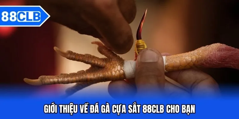 Đá Gà Cựa Sắt 88CLB - Bắt Kèo Chiến Kê Siêu Đỉnh Năm 2026 Đá Gà Cựa Sắt 88CLB - Bắt Kèo Chiến Kê Siêu Đỉnh Năm 2026