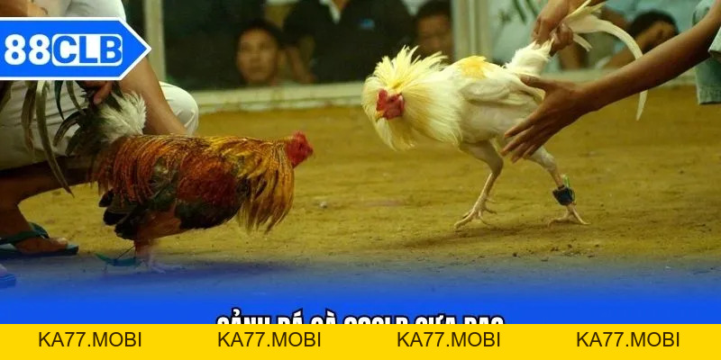 Đá Gà 88CLB - Thần Kê Đại Chiến Kinh Điển