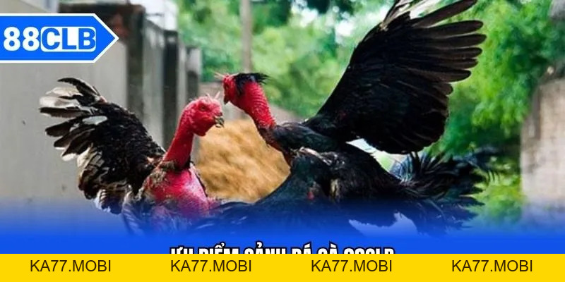 Đá Gà 88CLB - Thần Kê Đại Chiến Kinh Điển