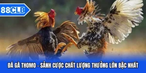 Đá Gà 88CLB - Thần Kê Đại Chiến Kinh Điển