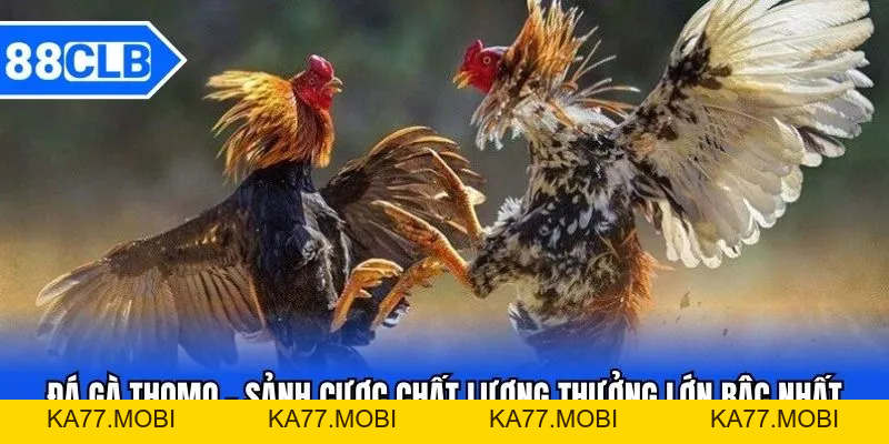 Đá Gà Thomo - Sảnh Cược Chất Lượng Thưởng Lớn Bậc Nhất 88CLB Đá Gà Thomo - Sảnh Cược Chất Lượng Thưởng Lớn Bậc Nhất 88CLB