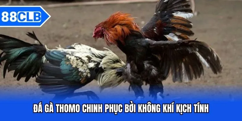 Đá Gà Thomo - Sảnh Cược Chất Lượng Thưởng Lớn Bậc Nhất 88CLB Đá Gà Thomo - Sảnh Cược Chất Lượng Thưởng Lớn Bậc Nhất 88CLB