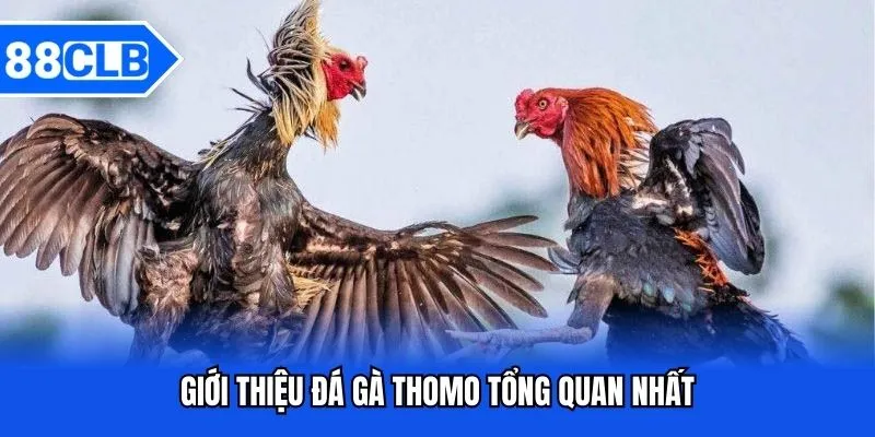 Đá Gà Thomo - Sảnh Cược Chất Lượng Thưởng Lớn Bậc Nhất 88CLB Đá Gà Thomo - Sảnh Cược Chất Lượng Thưởng Lớn Bậc Nhất 88CLB
