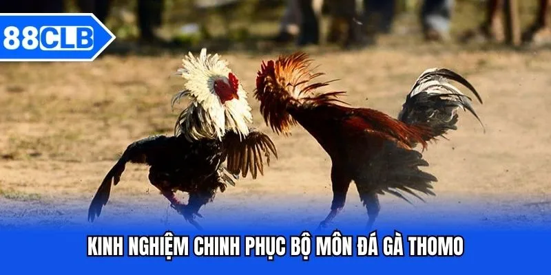 Đá Gà Thomo - Sảnh Cược Chất Lượng Thưởng Lớn Bậc Nhất 88CLB Đá Gà Thomo - Sảnh Cược Chất Lượng Thưởng Lớn Bậc Nhất 88CLB