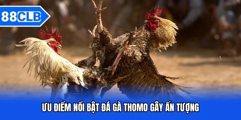 Đá Gà Thomo - Sảnh Cược Chất Lượng Thưởng Lớn Bậc Nhất 88CLB Đá Gà Thomo - Sảnh Cược Chất Lượng Thưởng Lớn Bậc Nhất 88CLB