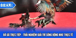 Đá Gà 88CLB - Thần Kê Đại Chiến Kinh Điển