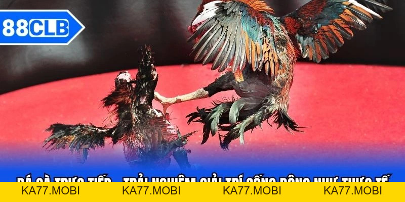 Đá Gà Trực Tiếp - Trải Nghiệm Giải Trí Sống Động Như Thực Tế Đá Gà Trực Tiếp - Trải Nghiệm Giải Trí Sống Động Như Thực Tế