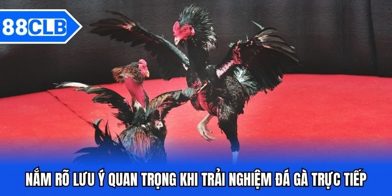 Đá Gà Trực Tiếp - Trải Nghiệm Giải Trí Sống Động Như Thực Tế Đá Gà Trực Tiếp - Trải Nghiệm Giải Trí Sống Động Như Thực Tế