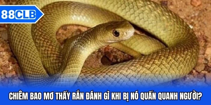 Mơ Thấy Rắn Đánh Gì? Giải Mã Bí Ẩn Cùng Chuyên Gia 88CLB