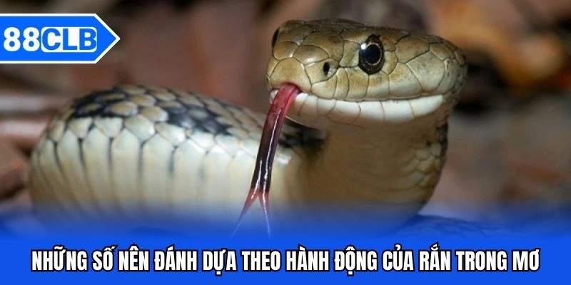 Mơ Thấy Rắn Đánh Gì? Giải Mã Bí Ẩn Cùng Chuyên Gia 88CLB