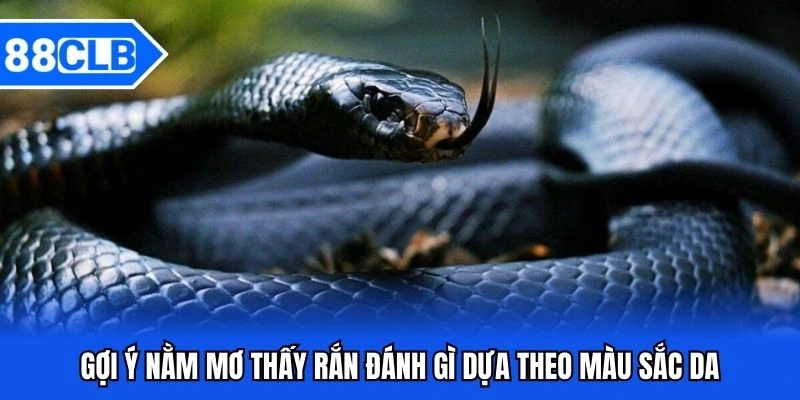 Mơ Thấy Rắn Đánh Gì? Giải Mã Bí Ẩn Cùng Chuyên Gia 88CLB