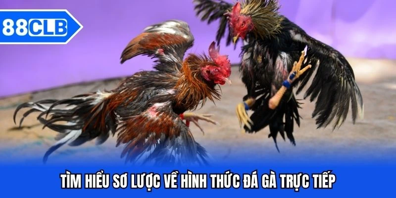 Đá Gà Trực Tiếp - Trải Nghiệm Giải Trí Sống Động Như Thực Tế Đá Gà Trực Tiếp - Trải Nghiệm Giải Trí Sống Động Như Thực Tế