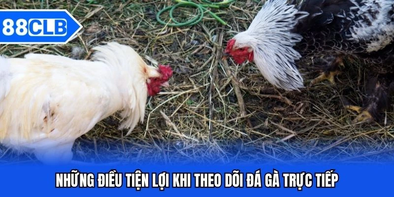 Đá Gà Trực Tiếp - Trải Nghiệm Giải Trí Sống Động Như Thực Tế Đá Gà Trực Tiếp - Trải Nghiệm Giải Trí Sống Động Như Thực Tế