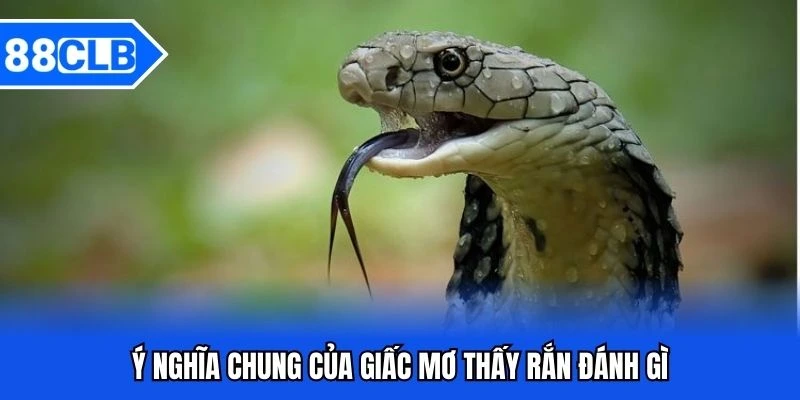Mơ Thấy Rắn Đánh Gì? Giải Mã Bí Ẩn Cùng Chuyên Gia 88CLB